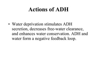 Water deprivation stimulates ADH secretion, decreases free-water clearance, and enhances water conservation. ADH and water form a negative feedback loop.  Actions of ADH 