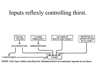 Inputs reflexly controlling thirst.  