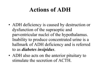 ADH deficiency is caused by destruction or dysfunction of the supraoptic and parventricular nuclei of the hypothalamus.  Inability to produce concentrated urine is a hallmark of ADH deficiency and is referred to as  diabetes insipidus .  ADH also acts on the anterior pituitary to stimulate the secretion of ACTH.  Actions of ADH 