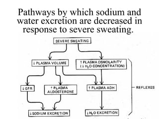 Pathways by which sodium and water excretion are decreased in response to severe sweating.  