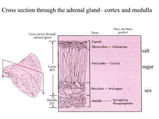 Cross section through the adrenal gland– cortex and medulla  salt sugar sex 