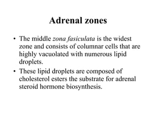 The middle  zona fasiculata  is the widest zone and consists of columnar cells that are highly vacuolated with numerous lipid droplets.  These lipid droplets are composed of cholesterol esters the substrate for adrenal steroid hormone biosynthesis.  Adrenal zones 