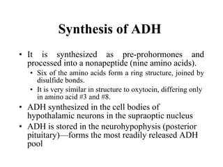 Synthesis of ADH   It is synthesized as pre-prohormones and processed into a nonapeptide (nine amino acids).  Six of the amino acids form a ring structure, joined by disulfide bonds.  It is very similar in structure to oxytocin, differing only in amino acid #3 and #8. ADH synthesized in the cell bodies of hypothalamic neurons in the supraoptic nucleus ADH is stored in the neurohypophysis (posterior pituitary)—forms the most readily released ADH pool   