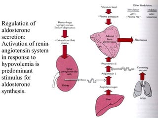 Regulation of aldosterone secretion: Activation of renin-angiotensin system in response to hypovolemia is predominant stimulus for aldosterone synthesis. 