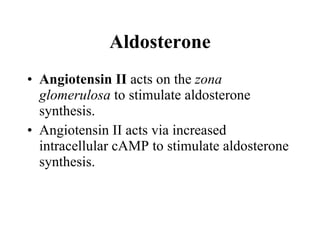 Angiotensin II  acts on the  zona glomerulosa  to stimulate aldosterone synthesis.  Angiotensin II acts via increased intracellular cAMP to stimulate aldosterone synthesis. Aldosterone 