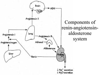 Components of renin-angiotensin-aldosterone system 