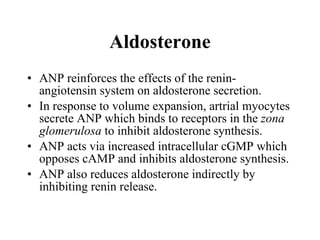 ANP reinforces the effects of the renin-angiotensin system on aldosterone secretion.  In response to volume expansion, artrial myocytes secrete ANP which binds to receptors in the  zona glomerulosa  to inhibit aldosterone synthesis.  ANP acts via increased intracellular cGMP which opposes cAMP and inhibits aldosterone synthesis.  ANP also reduces aldosterone indirectly by inhibiting renin release.  Aldosterone 