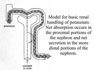 Model for basic renal handling of potassium. Net absorption occurs in the proximal portions of the nephron and net secretion in the more distal portions of the nephron. 