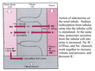 Action of aldosterone on the renal tubule.  Sodium reabsorption from tubular urine into the tubular cells is stimulated. At the same time, potassium secretion from the tubular cell into urine is increased. Na + /K + -ATPase, and Na +  channels work together to increase volume and pressure, and decrease K + . 