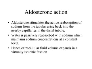 Aldosterone action Aldosterone stimulates the active reaborsption of sodium  from the tubular urine back into the nearby capillaries in the distal tubule.  Water is passively reabsorbed with sodium which maintains sodium concentrations at a constant level.  Hence extracellular fluid volume expands in a virtually isotonic fashion   