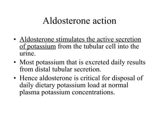 Aldosterone stimulates the active secretion of potassium  from the tubular cell into the urine.  Most potassium that is excreted daily results from distal tubular secretion.  Hence aldosterone is critical for disposal of daily dietary potassium load at normal plasma potassium concentrations.  Aldosterone action 