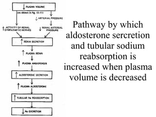 Pathway by which aldosterone sercretion and tubular sodium reabsorption is increased when plasma volume is decreased 