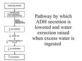 Pathway by which ADH secretion is lowered and water exrection raised when excess water is ingested  