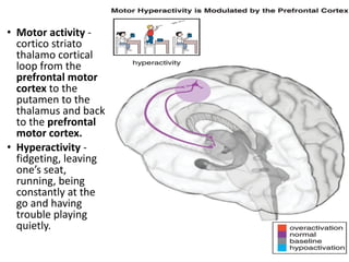 • Motor activity -
cortico striato
thalamo cortical
loop from the
prefrontal motor
cortex to the
putamen to the
thalamus and back
to the prefrontal
motor cortex.
• Hyperactivity -
fidgeting, leaving
one’s seat,
running, being
constantly at the
go and having
trouble playing
quietly.
 