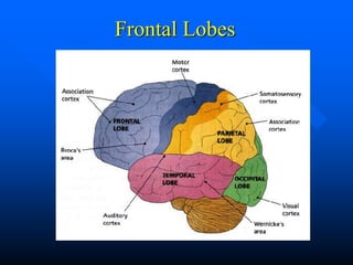 Frontal Lobes
 
