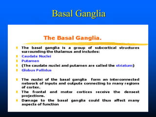 Basal Ganglia
 