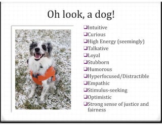 Oh look, a dog!
❑Intuitive
❑Curious
❑High Energy (seemingly)
❑Talkative
❑Loyal
❑Stubborn
❑Humorous
❑Hyperfocused/Distractible
❑Empathic
❑Stimulus-seeking
❑Optimistic
❑Strong sense of justice and
fairness
 