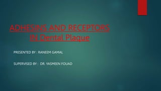ADHESINS AND RECEPTORS
IN Dental Plaque
PRESENTED BY : RANEEM GAMAL
SUPERVISED BY : DR. YASMEEN FOUAD
 