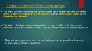 adhesins and receptors[1]periodontal .pptx