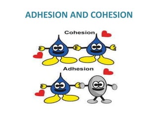 Adhesion and cohesion | PPTX
