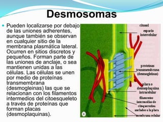 Desmosomas
 Pueden localizarse por debajo
de las uniones adherentes,
aunque también se observan
en cualquier sitio de la
membrana plasmática lateral.
Ocurren en sitios discretos y
pequeños. Forman parte de
las uniones de anclaje, o sea
mantienen unidas a las
células. Las células se unen
por medio de proteínas
transmembrana
(desmogleinas) las que se
relacionan con los filamentos
intermedios del citoesqueleto
a través de proteínas que
forman placas
(desmoplaquinas).
 