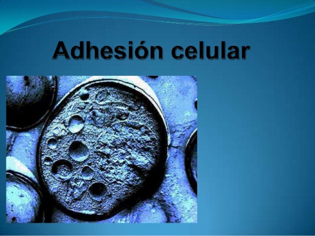 Adhesioncelular