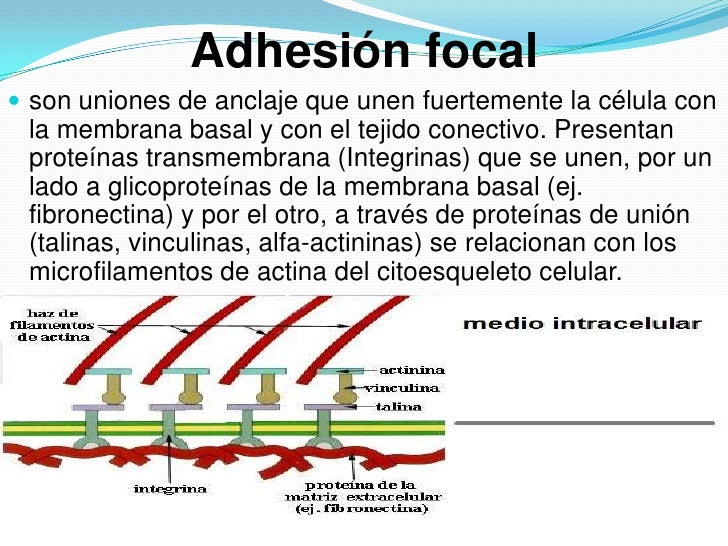 Adhesion celular raul alvarado