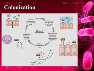 Adhesion, invasion and colonization | PPTX