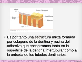 • Es por tanto una estructura mixta formada
por colágeno de la dentina y resina del
adhesivo que encontramos tanto en la
superficie de la dentina intertubular como a
la entrada de los túbulos dentinarios.
 