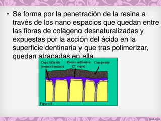 • Se forma por la penetración de la resina a
través de los nano espacios que quedan entre
las fibras de colágeno desnaturalizadas y
expuestas por la acción del ácido en la
superficie dentinaria y que tras polimerizar,
quedan atrapadas en ella.
 