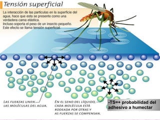 -TS=+ probabilidad del
adhesivo a humectar
 