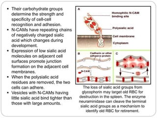  Their carbohydrate groups
determine the strength and
specificity of cell-cell
recognition and adhesion.
 N-CAMs have repeating chains
of negatively charged sialic
acid which changes during
development.
 Expression of low sialic acid
molecules on adjacent cell
surfaces promote junction
formation on the adjacent cell
membranes.
 When the polysialic acid
residues are removed, the two
cells can adhere.
 Vesicles with N-CAMs having
little sialic acid bind tighter than
those with large amounts.
The loss of sialic acid groups from
glycophorin may target old RBC for
destruction in the spleen. The enzyme
neuraminidase can cleave the terminal
sialic acid groups as a mechanism to
identify old RBC for retirement.
 