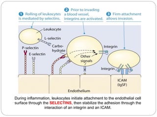 During inflammation, leukocytes initiate attachment to the endothelial cell
surface through the SELECTINS, then stabilize the adhesion through the
interaction of an integrin and an ICAM.
 