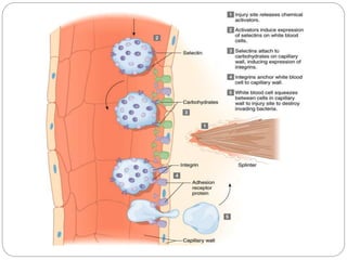 Adhesionmolecules 111109065715-phpapp01