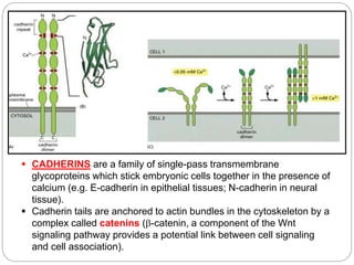  CADHERINS are a family of single-pass transmembrane
glycoproteins which stick embryonic cells together in the presence of
calcium (e.g. E-cadherin in epithelial tissues; N-cadherin in neural
tissue).
 Cadherin tails are anchored to actin bundles in the cytoskeleton by a
complex called catenins (-catenin, a component of the Wnt
signaling pathway provides a potential link between cell signaling
and cell association).
 
