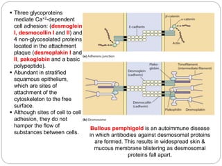  Three glycoproteins
mediate Ca+2-dependent
cell adhesion: (desmoglein
I, desmocollin I and II) and
4 non-glycosolated proteins
located in the attachment
plaque (desmoplakin I and
II, pakoglobin and a basic
polypeptide).
 Abundant in stratified
squamous epithelium,
which are sites of
attachment of the
cytoskeleton to the free
surface.
 Although sites of cell to cell
adhesion, they do not
hamper the flow of
substances between cells.
Bullous pemphigold is an autoimmune disease
in which antibodies against desmosomal proteins
are formed. This results in widespread skin &
mucous membrane blistering as desmosomal
proteins fall apart.
 