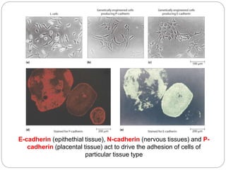 E-cadherin (epithethial tissue), N-cadherin (nervous tissues) and P-
cadherin (placental tissue) act to drive the adhesion of cells of
particular tissue type
 