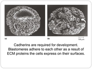 Cadherins are required for development.
Blastomeres adhere to each other as a result of
ECM proteins the cells express on their surfaces.
 