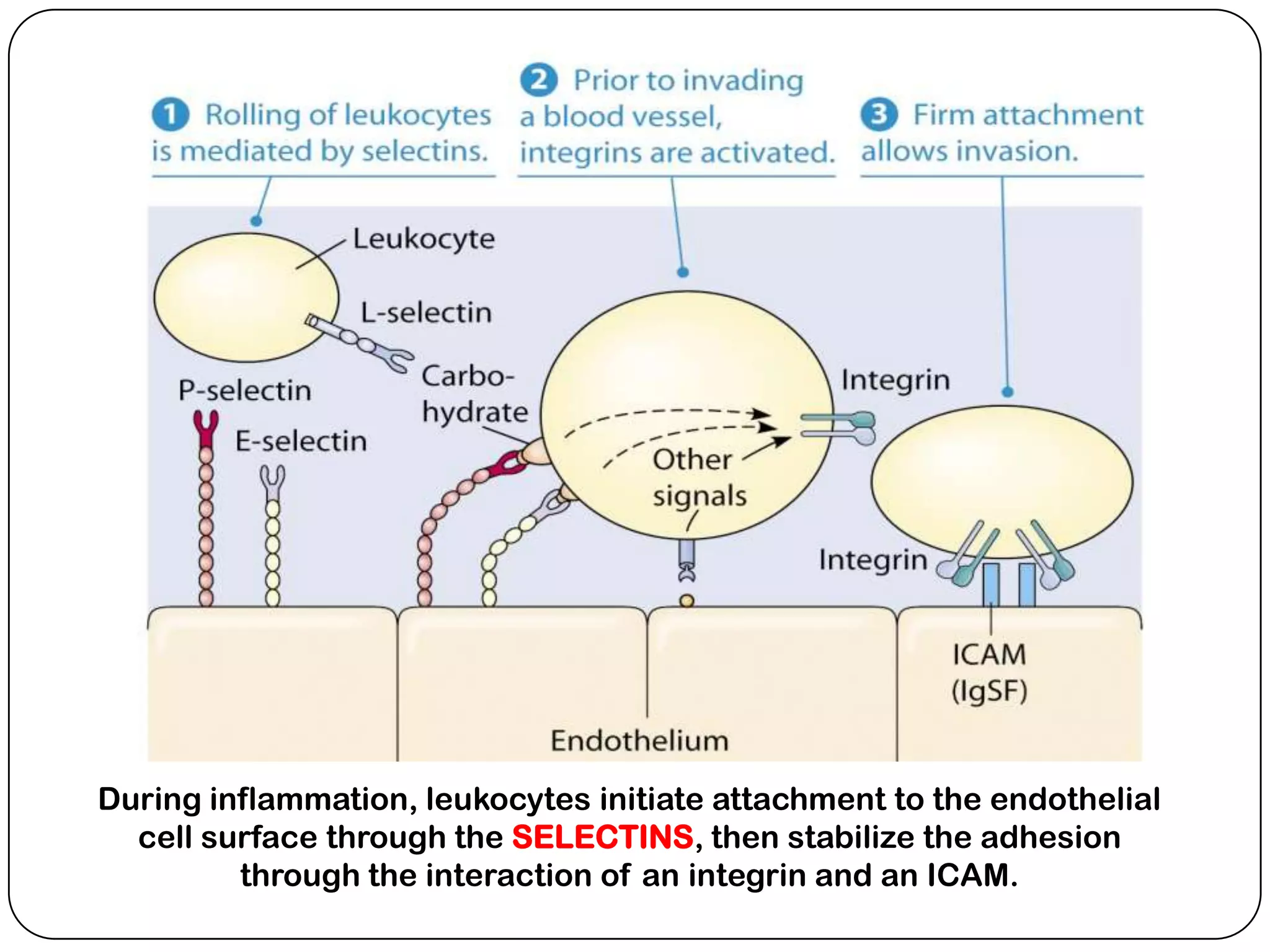 Adhesion molecules | PPTX