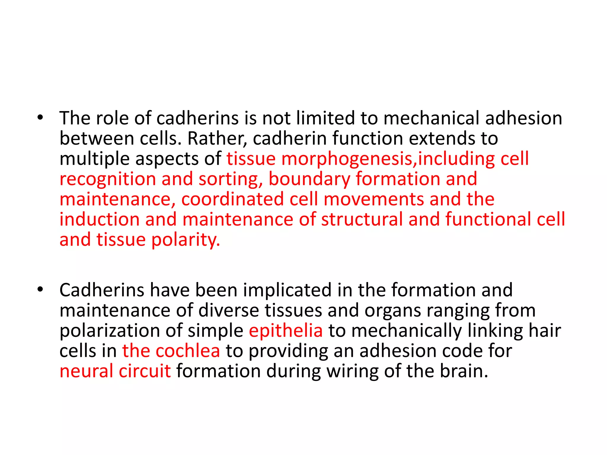 • The role of cadherins is not limited to mechanical adhesion
between cells. Rather, cadherin function extends to
multiple aspects of tissue morphogenesis,including cell
recognition and sorting, boundary formation and
maintenance, coordinated cell movements and the
induction and maintenance of structural and functional cell
and tissue polarity.
• Cadherins have been implicated in the formation and
maintenance of diverse tissues and organs ranging from
polarization of simple epithelia to mechanically linking hair
cells in the cochlea to providing an adhesion code for
neural circuit formation during wiring of the brain.
 
