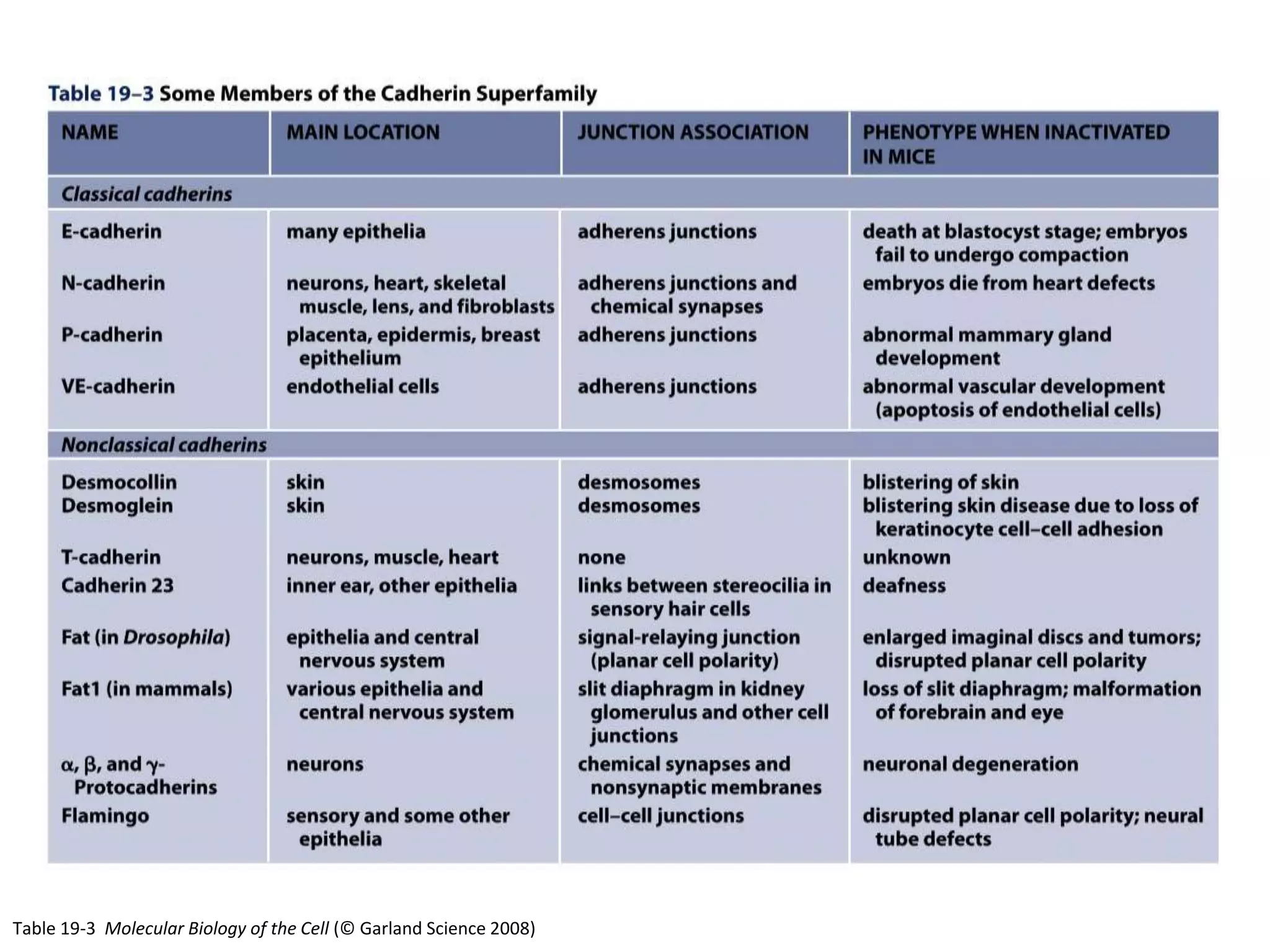 Table 19-3 Molecular Biology of the Cell (© Garland Science 2008)
 