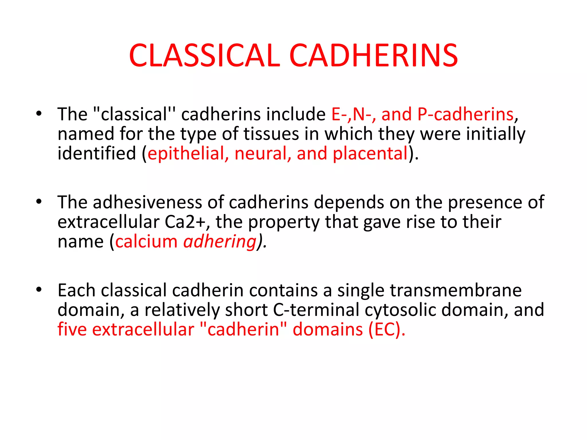 CLASSICAL CADHERINS
• The "classical'' cadherins include E-,N-, and P-cadherins,
named for the type of tissues in which they were initially
identified (epithelial, neural, and placental).
• The adhesiveness of cadherins depends on the presence of
extracellular Ca2+, the property that gave rise to their
name (calcium adhering).
• Each classical cadherin contains a single transmembrane
domain, a relatively short C-terminal cytosolic domain, and
five extracellular "cadherin" domains (EC).
 