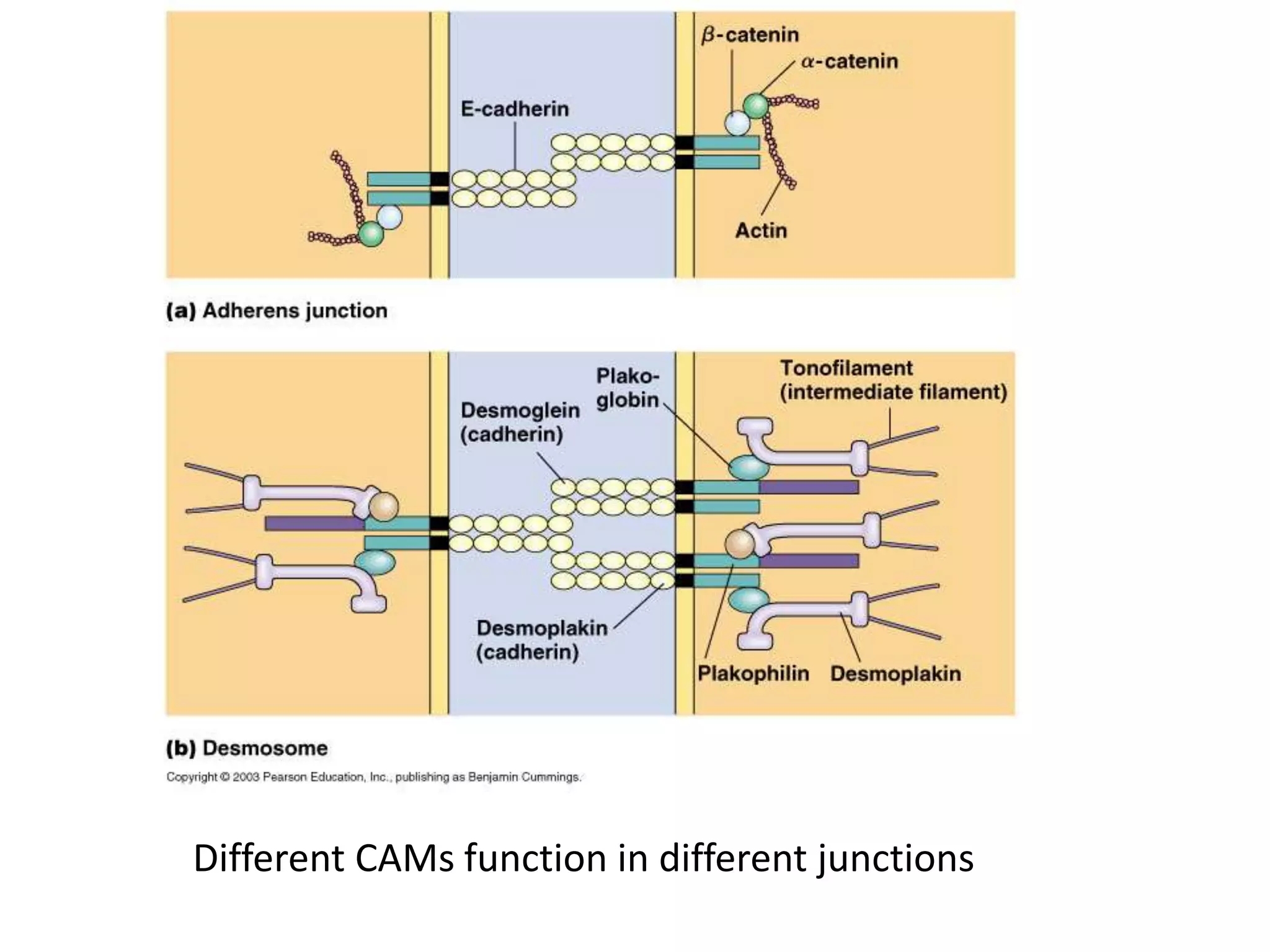 Different CAMs function in different junctions
 