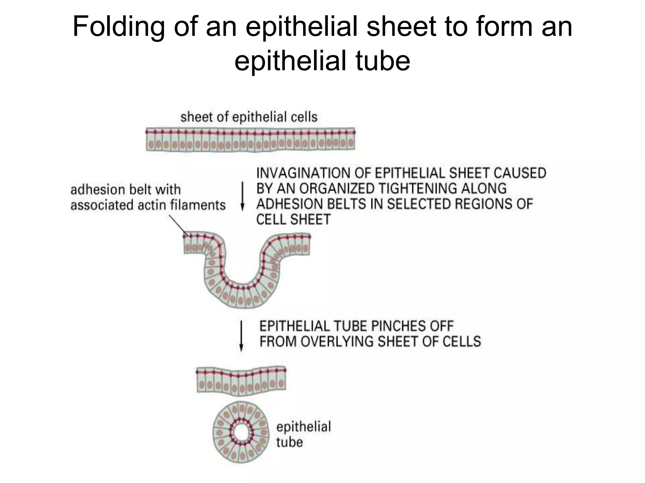 Folding of an epithelial sheet to form an
epithelial tube
 