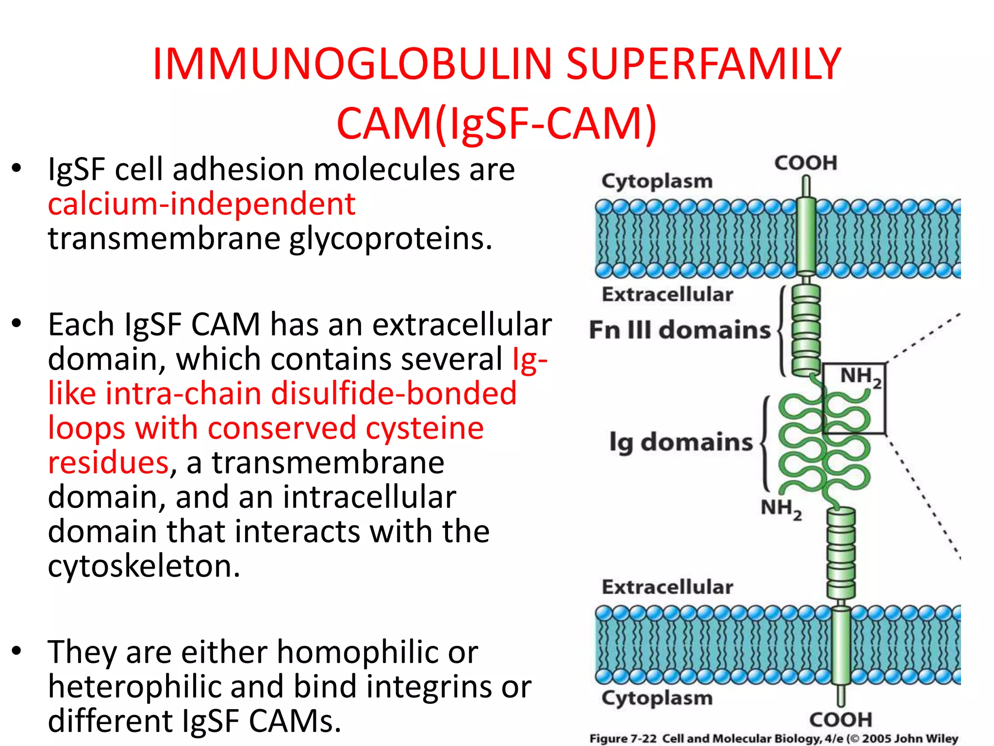 IMMUNOGLOBULIN SUPERFAMILY
CAM(IgSF-CAM)
• IgSF cell adhesion molecules are
calcium-independent
transmembrane glycoproteins.
• Each IgSF CAM has an extracellular
domain, which contains several Ig-
like intra-chain disulfide-bonded
loops with conserved cysteine
residues, a transmembrane
domain, and an intracellular
domain that interacts with the
cytoskeleton.
• They are either homophilic or
heterophilic and bind integrins or
different IgSF CAMs.
 
