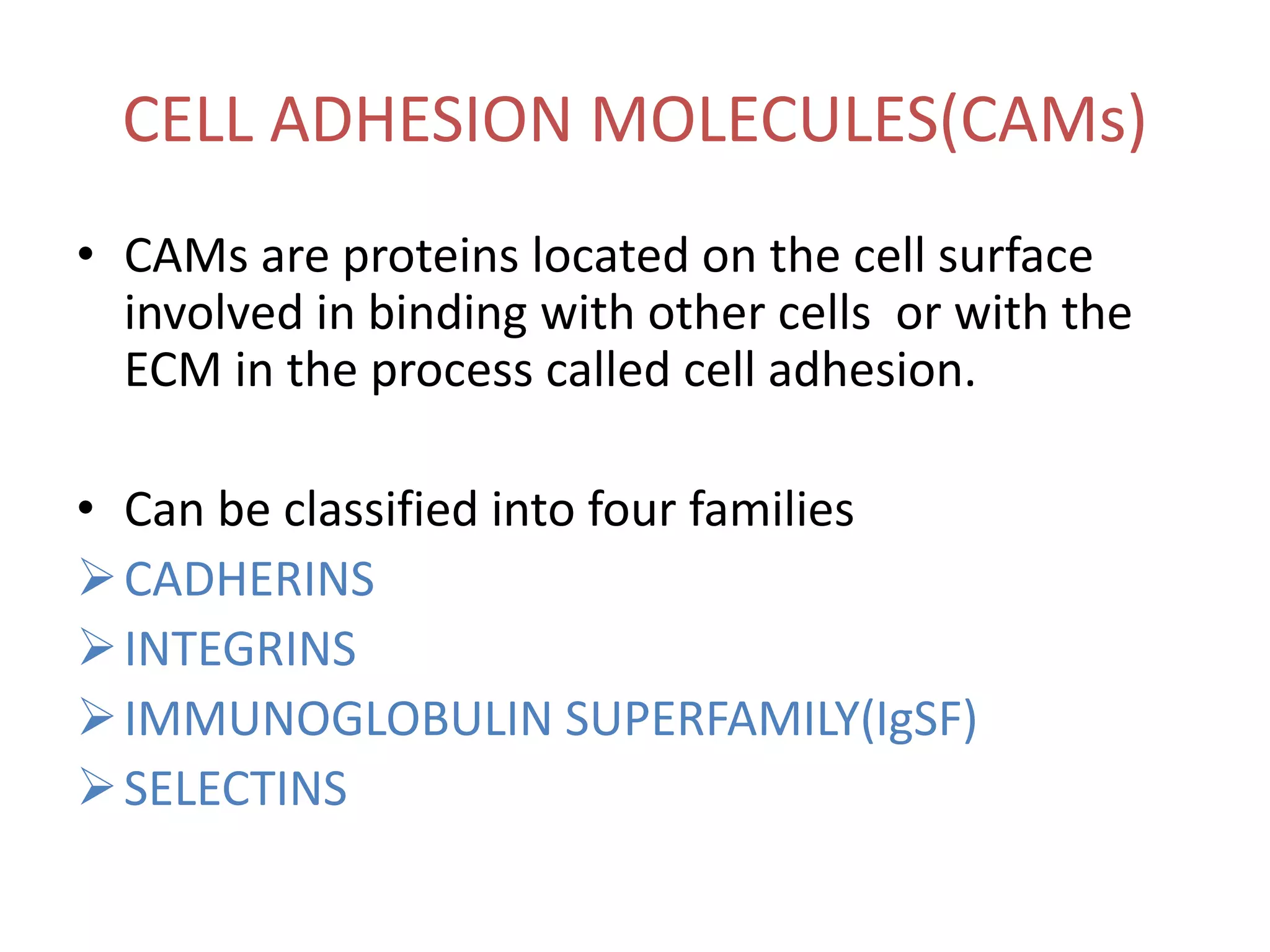 CELL ADHESION MOLECULES(CAMs)
• CAMs are proteins located on the cell surface
involved in binding with other cells or with the
ECM in the process called cell adhesion.
• Can be classified into four families
CADHERINS
INTEGRINS
IMMUNOGLOBULIN SUPERFAMILY(IgSF)
SELECTINS
 