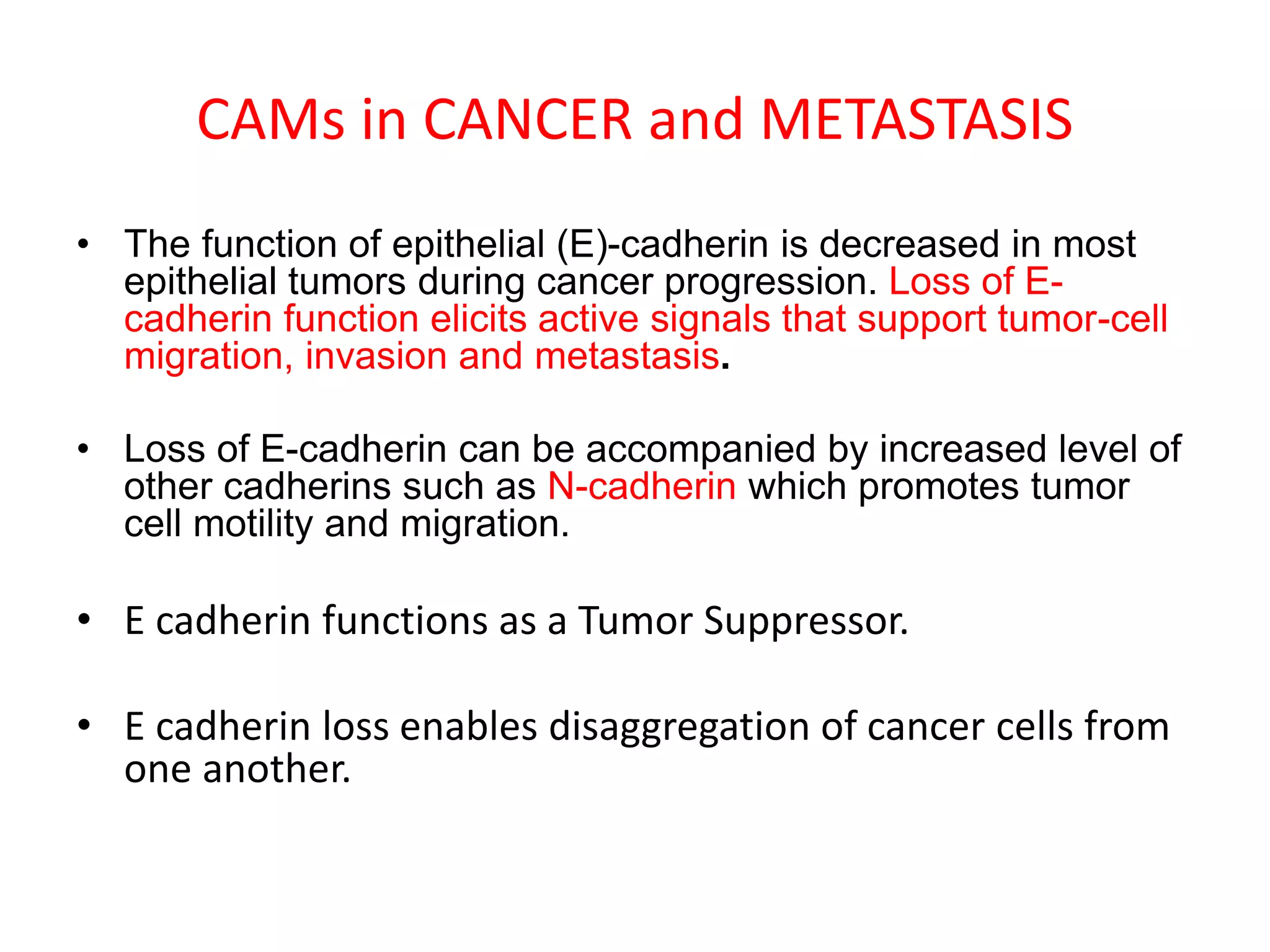 CAMs in CANCER and METASTASIS
• The function of epithelial (E)-cadherin is decreased in most
epithelial tumors during cancer progression. Loss of E-
cadherin function elicits active signals that support tumor-cell
migration, invasion and metastasis.
• Loss of E-cadherin can be accompanied by increased level of
other cadherins such as N-cadherin which promotes tumor
cell motility and migration.
• E cadherin functions as a Tumor Suppressor.
• E cadherin loss enables disaggregation of cancer cells from
one another.
 