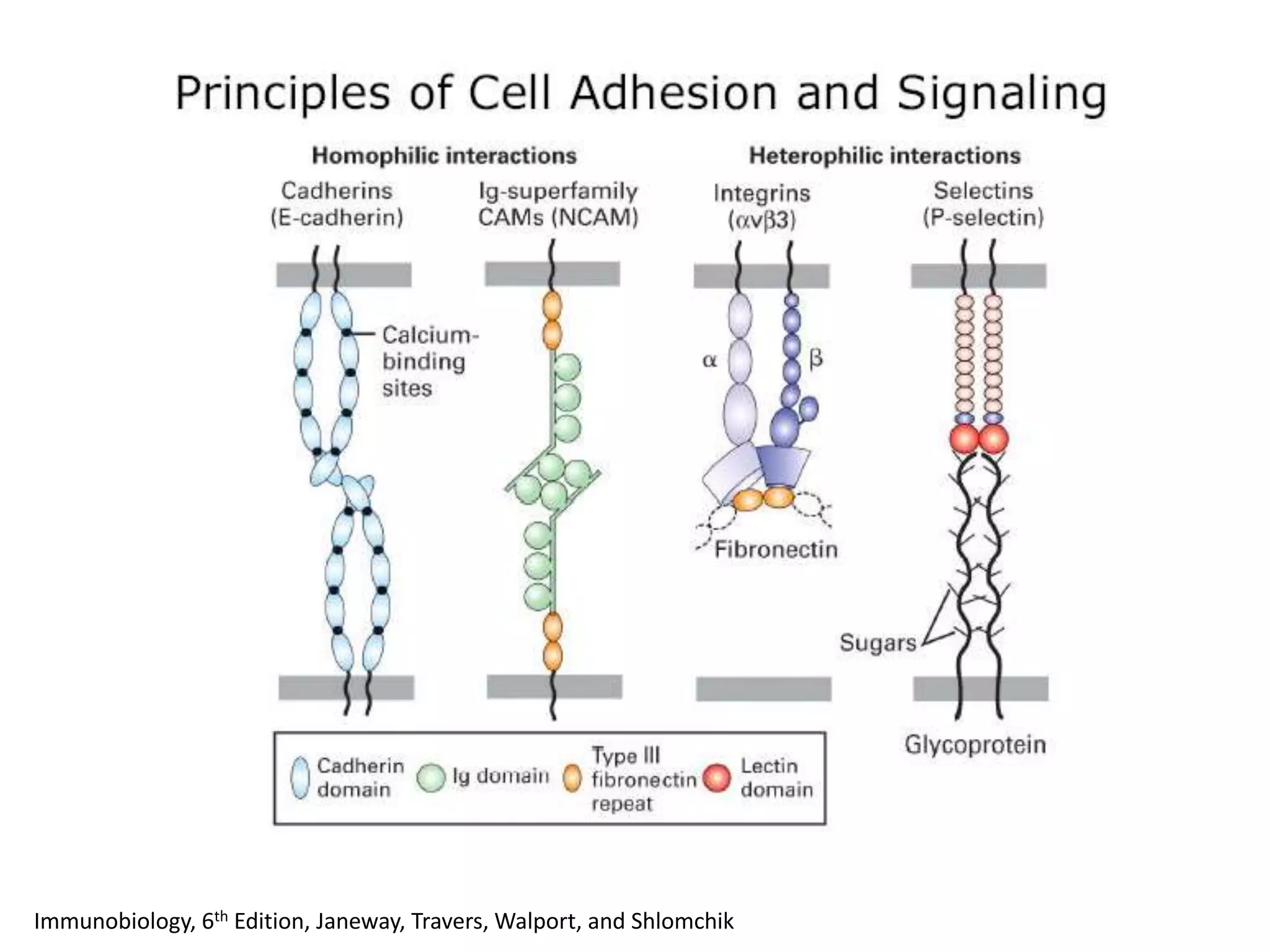 Immunobiology, 6th Edition, Janeway, Travers, Walport, and Shlomchik
 