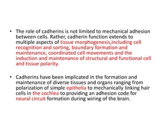 • The role of cadherins is not limited to mechanical adhesion
between cells. Rather, cadherin function extends to
multiple aspects of tissue morphogenesis,including cell
recognition and sorting, boundary formation and
maintenance, coordinated cell movements and the
induction and maintenance of structural and functional cell
and tissue polarity.
• Cadherins have been implicated in the formation and
maintenance of diverse tissues and organs ranging from
polarization of simple epithelia to mechanically linking hair
cells in the cochlea to providing an adhesion code for
neural circuit formation during wiring of the brain.
 