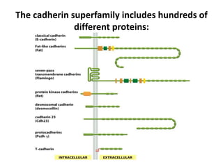 The cadherin superfamily includes hundreds of
different proteins:
 